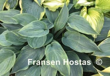 Hosta Devil's Advocate