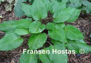 Hosta Devil's Poker