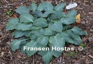 Hosta Devon Blue