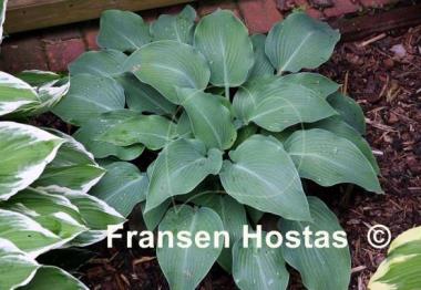 Hosta Devon Blue