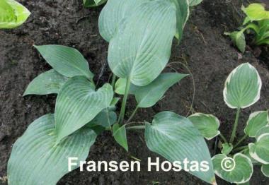 Hosta Devon Blue