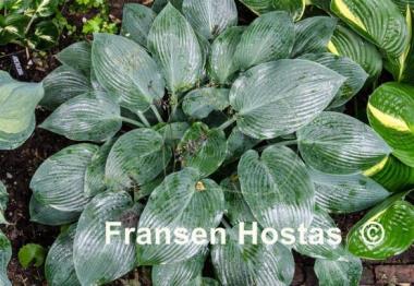 Hosta Devon Blue
