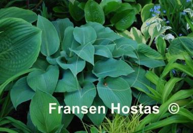 Hosta Devon Blue