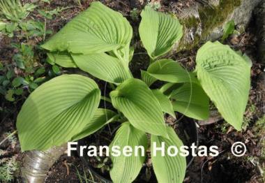 Hosta Devon Desire