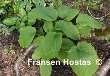 Hosta Devon Desire