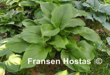 Hosta Devon Discovery