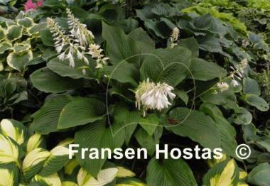 Hosta Devon Discovery