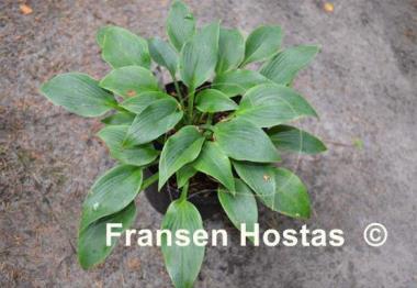 Hosta Devon Dream