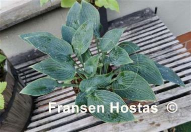 Hosta Devon Dream