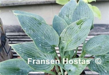 Hosta Devon Dream