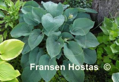 Hosta Devon Giant
