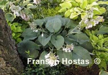 Hosta Devon Giant