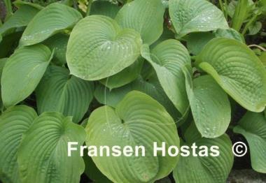 Hosta Devon Giant