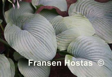 Hosta Devon Giant