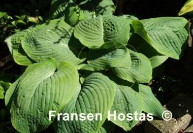 Hosta Devon Giant