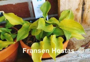 Hosta Devon Gold