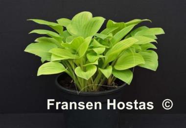Hosta Devon Gold