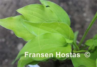 Hosta Devon Gold