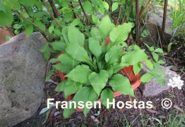 Hosta Devon Gold