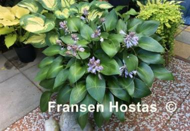 Hosta Devon Green