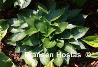 Hosta Devon Green