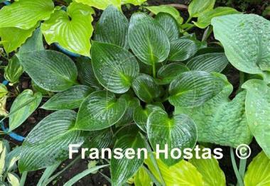Hosta Devon Green