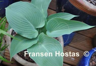 Hosta Devon Mist