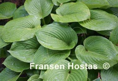 Hosta Devon Tor