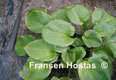 Hosta Devon Tor