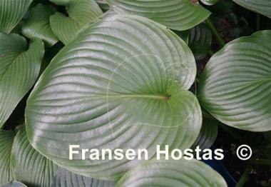 Hosta Devon Tor