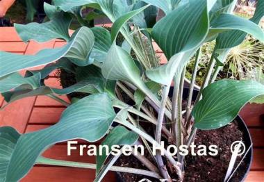 Hosta Dewed Steel