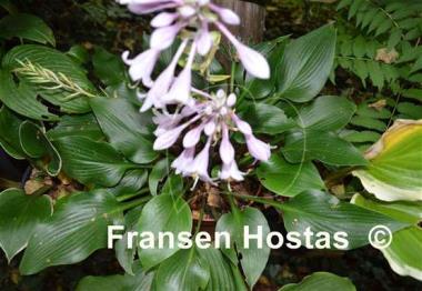 Hosta Dewed Steel