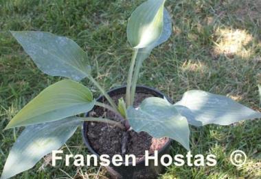 Hosta Dewed Steel