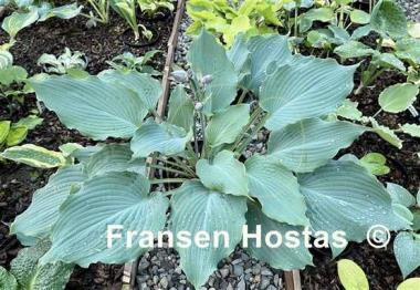 Hosta Diamond Lake