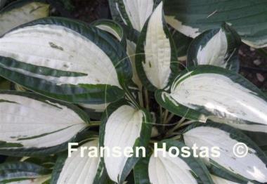 Hosta Diamond Necklace