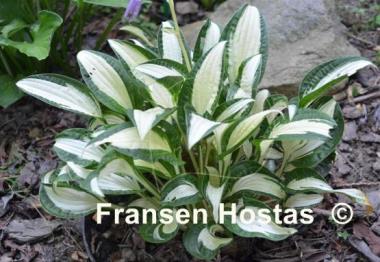 Hosta Diamond Necklace