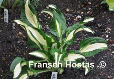 Hosta Diamond Necklace