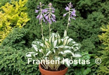 Hosta Diamond Necklace