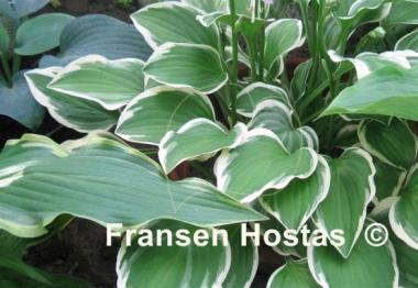 Hosta Diamond Tiara