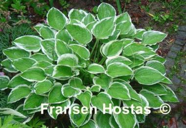Hosta Diamond Tiara