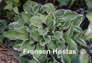 Hosta Diamond Tiara