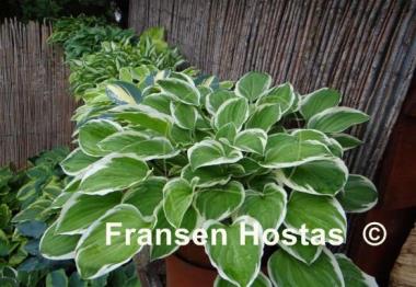Hosta Diamond Tiara