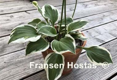 Hosta Diamonds are Forever