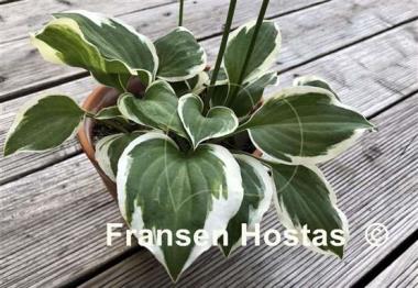 Hosta Diamonds are Forever