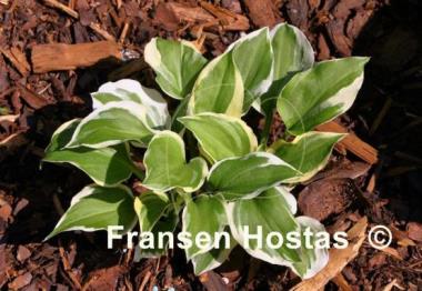 Hosta Diamonds are Forever