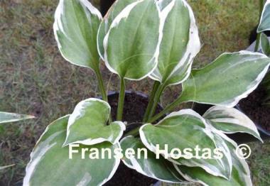 Hosta Diamonds are Forever