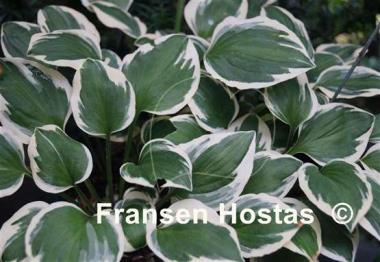 Hosta Diamonds are Forever