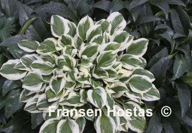 Hosta Diamonds are Forever