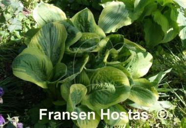 Hosta Diana Remembered