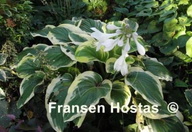 Hosta Diana Remembered